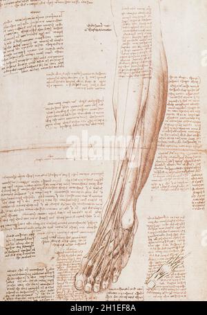 Muscles et tendons de la jambe et du pied inférieurs par Leonardo Da Vinci. Collection royale, Royaume-Uni Banque D'Images