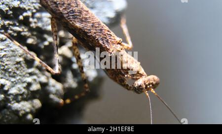 macro-photographie horizontale d'une mante de prière brune se tenant sur le bord d'un mur tiré du dessus Banque D'Images