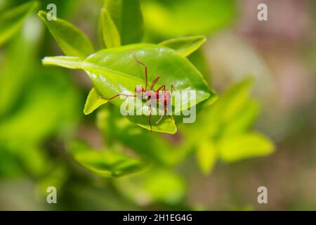 salvador, bahia / brésil - 22 novembre 2013: L'ant de coupe de feuilles est vu dans un jardin dans la ville de Salvador. *** Légende locale *** . Banque D'Images