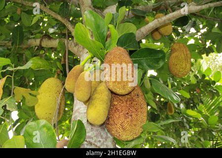 conde, bahia / brésil - 16 septembre 2012: Le jackfruit est vu avec ses fruits sur une ferme dans la ville de Conde. *** Légende locale *** Banque D'Images