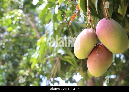 salvador, bahia / brésil - 20 novembre 2017 : plantation de mangues Tommy dans la ville de Salvador. *** Légende locale *** . Banque D'Images