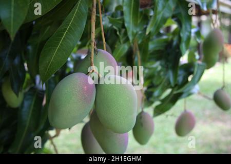 salvador, bahia / brésil - 20 novembre 2017 : plantation de mangues Tommy dans la ville de Salvador. *** Légende locale *** . Banque D'Images