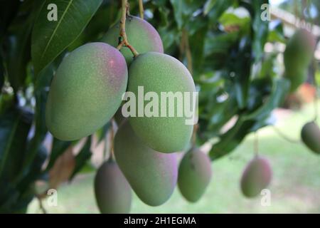 salvador, bahia / brésil - 20 novembre 2017 : plantation de mangues Tommy dans la ville de Salvador. *** Légende locale *** . Banque D'Images