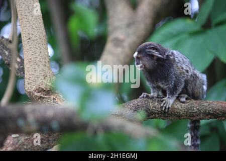 salvador, bahia / brésil - 18 août 2017: monkey est vu dans le quartier Largo Doi de Julho à Salvador. *** Légende locale *** . Banque D'Images