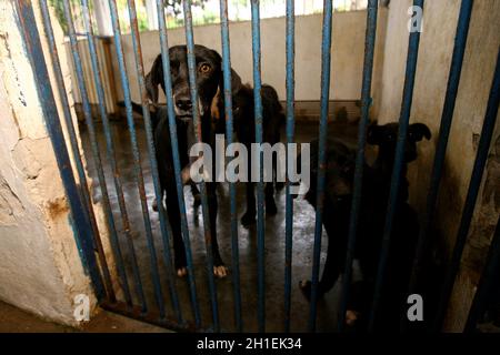 Itabuna, bahia / brésil - 18 novembre 2011 : les chiens abandonnés sont appréhendés par le centre de contrôle de la zoonose dans la ville d'Itabuna. *** local ca Banque D'Images