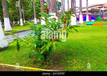 Parque Vargas, Parc De La Ville De Puerto Limon Au Costa Rica Banque D'Images