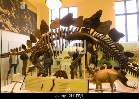 New York CITY, États-Unis d'Amérique - 01 mai 2016 : modèle de la Fossile de Dinossaur au musée américain d'histoire naturelle de la VILLE de New York, United Sta Banque D'Images