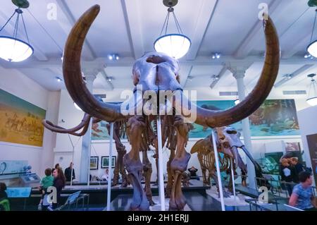 New York CITY, États-Unis d'Amérique - 01 mai 2016 : modèle de la Fossile de Dinossaur au musée américain d'histoire naturelle de la VILLE de New York, United Sta Banque D'Images