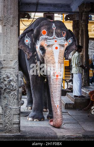 KANCHIPURAM, INDE - 12 SEPTEMBRE 2009 : éléphant dans le temple de Kailasankar.Les éléphants de Temple sont une partie essentielle de nombreuses cérémonies et festivals de temple, par Banque D'Images