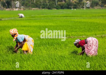 TAMIL NADU, INDE - 13 FÉVRIER 2014 : des femmes indiennes non identifiées cultivaient du riz dans le paddy.Le riz est la nourriture de base la plus largement consommée pour un Banque D'Images