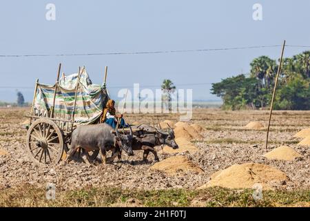 MYANMAR - 6 JANVIER 2014 : paysan birman non identifié travaillant dans le champ avec une charrette de boeuf.En Birmanie, l'agriculture est la principale industrie du pays Banque D'Images