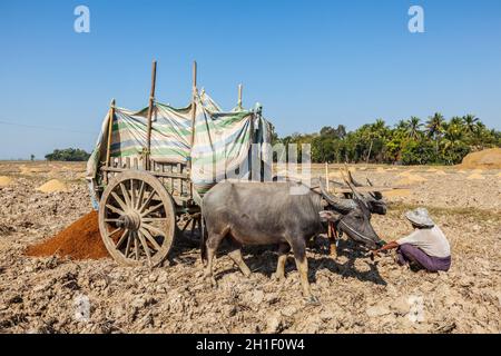 MYANMAR - 6 JANVIER 2014 : paysan birman non identifié travaillant dans le champ avec une charrette de boeuf.En Birmanie, l'agriculture est la principale industrie du pays Banque D'Images