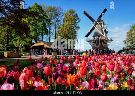 KEUKENHOF, Pays-Bas - 9 mai 2017 : la floraison des tulipes roses parterre dans le jardin de Keukenhof, alias le jardin de l'Europe, l'une des plus grande fleur ga Banque D'Images