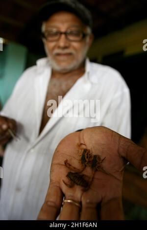 Itabuna, bahia / brésil - 16 juin 2011: L'homme tient l'insecte scorpion dans le quartier de Jacana dans la ville d'Itabuna. *** Légende locale *** . Banque D'Images