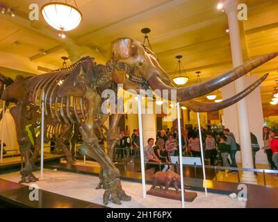 New York CITY, États-Unis d'Amérique - 01 mai 2016 : modèle de la Fossile de Dinossaur au musée américain d'histoire naturelle de la VILLE de New York, United Sta Banque D'Images