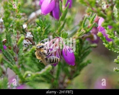 Heather Mining Bee (Andrena fuscipes) perçant la base d'une fleur de bruyère de Bell (Erica cinerea) pour y voler le nectar, Dorset heathland, Royaume-Uni, juillet. Banque D'Images