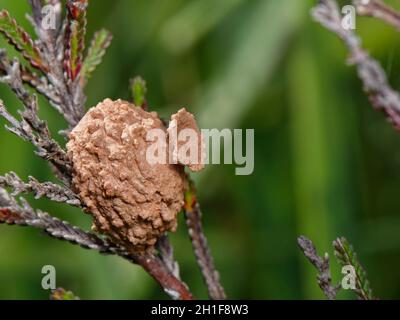 Pot de nid en argile construit par une guêpe de Heath potter (Eulènes coarctatus), scellé après avoir été stocké avec des chenilles pour sa larve en développement, Devon, Royaume-Uni. Banque D'Images