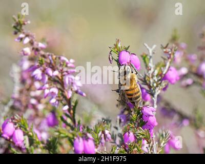 Un travailleur d'abeille (APIs mellifera) qui s'est emparé d'une fleur de bruyère de Bell (Erica cinerea) sur la lande, Dorset, Royaume-Uni, août. Banque D'Images