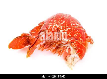 Queue d'un homard cuit européen isolé sur un fond blanc studio. Banque D'Images