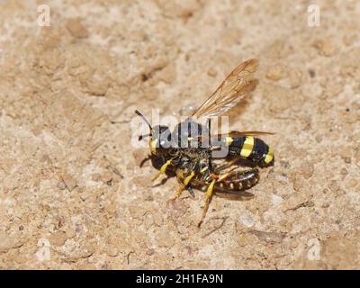 La guêpe à queue arquée (Cerceris rybyensis) retourne à son terreau de nid avec l'abeille à raie commune (Lasioglossum calceatum) pour nourrir ses larves, au pays de Galles. Banque D'Images