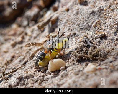 Purbeck mason Wasp (Pseudepipona herrichii) femelle approchant son terrier avec une chenille de boutons de bouleau de Rusty (Acleris notana) pour ses larves. Banque D'Images