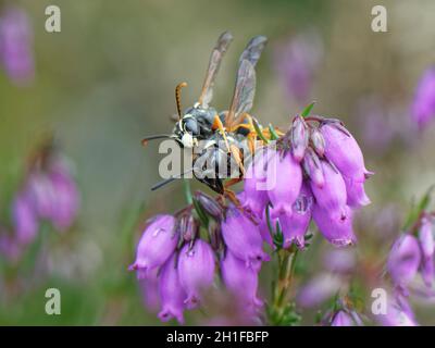 Guêpe mason Purbeck (Pseudepipona herrichii) mâle saisissant une femelle sur une fleur de bruyère de Bell (Erica cinerea) pour se nourrir de nectar, Dorset, Royaume-Uni, juin. Banque D'Images