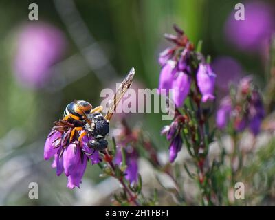 Guêpe de maçon de Purbeck (Pseudepipona herrichii) coupant ouvrir la base d'une fleur de bruyère de Bell (Erica cinerea) pour se nourrir du nectar, heathland de Dorset, Royaume-Uni Banque D'Images