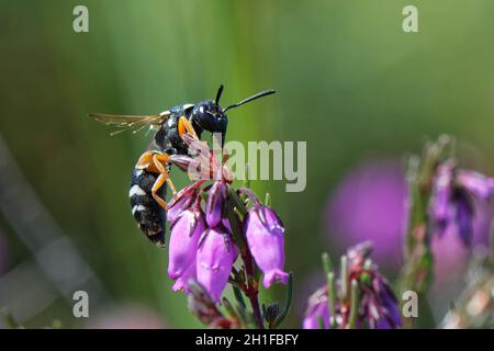 La guêpe de maçon de Purbeck (Pseudepipona herrichii) prend son enlisement après avoir nectaré une fleur de bruyère de Bell (Erica cinerea), Dorset heathland, Royaume-Uni Banque D'Images