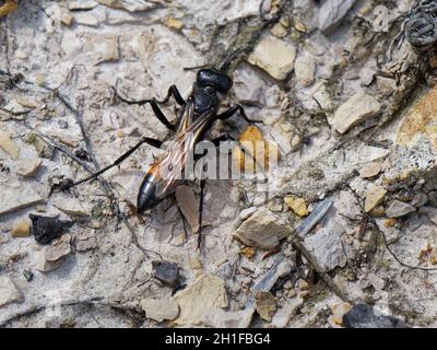 La guêpe araignée à selle (Cryptocheilus notatus), la plus grande guêpe de chasse aux araignées du Royaume-Uni, chasse aux proies dans la lande, Dorset, Royaume-Uni, juillet. Banque D'Images