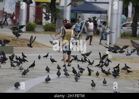 salvador, bahia / brésil - 25 février 2019 : les pigeons sont vus sur la place Campo da Polvora à Salvador . *** Légende locale *** . Banque D'Images