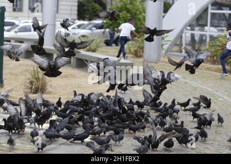 salvador, bahia / brésil - 25 février 2019 : les pigeons sont vus sur la place Campo da Polvora à Salvador . *** Légende locale *** . Banque D'Images