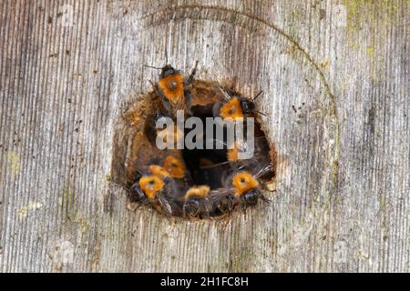 Bumblebees d'arbre (Bombus hypnorum) à l'entrée d'une boîte de nid d'oiseau qu'ils ont pris sur un mur de maison, Wiltshire, Royaume-Uni, juin. Banque D'Images