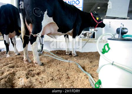 salvador, bahia / brésil - d3, 2014: Le cowboy est vu faire la traite mécanisée de la vache laitière dans la ville de Salvador. *** Légende locale *** . Banque D'Images