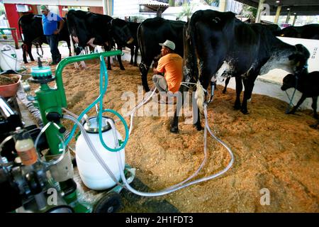 salvador, bahia / brésil - d3, 2014: Le cowboy est vu faire la traite mécanisée de la vache laitière dans la ville de Salvador. *** Légende locale *** . Banque D'Images