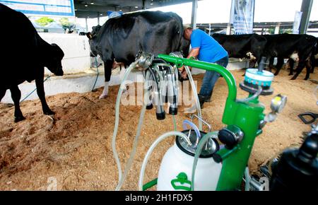 salvador, bahia / brésil - d3, 2014: Le cowboy est vu faire la traite mécanisée de la vache laitière dans la ville de Salvador. *** Légende locale *** . Banque D'Images