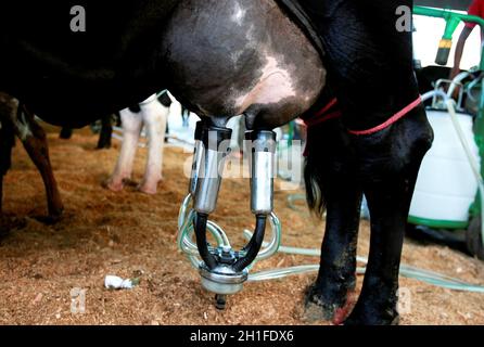 salvador, bahia / brésil - d3, 2014: Le cowboy est vu faire la traite mécanisée de la vache laitière dans la ville de Salvador. *** Légende locale *** . Banque D'Images