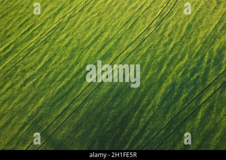Vue aérienne d'un paysage agricole, champ jaune infini au coucher du soleil . Banque D'Images