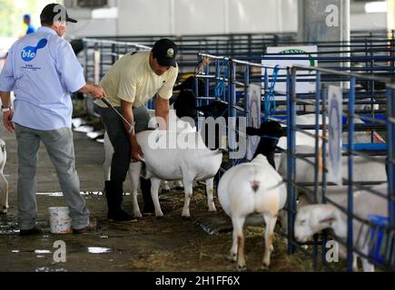 salvador, bahia / brésil - 2 décembre 2016: L'élevage de moutons est vu dans le parc d'expositions de Salvador City pendant l'exposition agricole. *** Capti local Banque D'Images