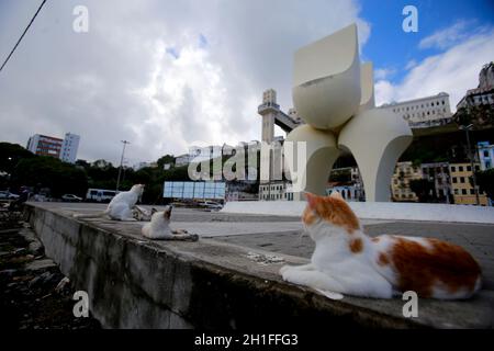 salvador, bahia / brésil - 11 juin 2019: Des chats sont vus à côté de la sculpture de Mario Cravo sur le Rampa do Mercado Modelo dans la ville de Salvador. Banque D'Images