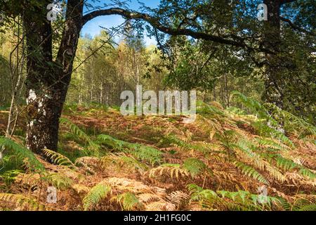 Paysage automnal coloré et ensoleillé, 3 photos HDR d'une forêt naturelle à Lochaber, en Écosse.04 octobre 2021 Banque D'Images
