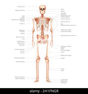 Squelette vue antérieure avant du diagramme humain avec les parties principales étiquetées bannière de l'infographie médicale scientifique.Couleur de style plat illustration vectorielle tableau didactique de l'anatomie isolé sur fond blanc Illustration de Vecteur