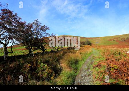 Walker on Scales Fell, village Scales, Lake District National Park, Cumbria, Angleterre Banque D'Images