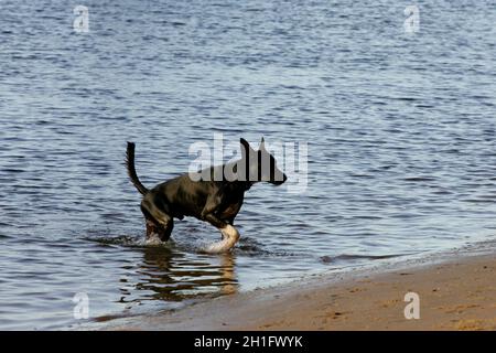 salvador, bahia / brésil - 25 février 2011: Le chien est vu sur la plage de sable dans la ville de Salvador. *** Légende locale *** . Banque D'Images