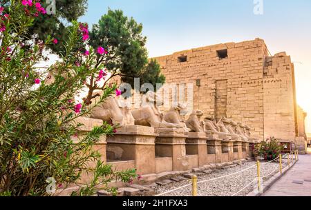 Allée de sphinx dans le temple de Karnak près des fleurs au lever du soleil Banque D'Images