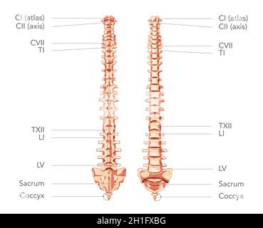 Colonne vertébrale humaine dans la vue antérieure postérieure, avec les parties du rachis étiquetées.Illustration de concept réaliste à plan vectoriel isolée sur un diagramme blanc à usage médical, éducatif ou de bannière Illustration de Vecteur