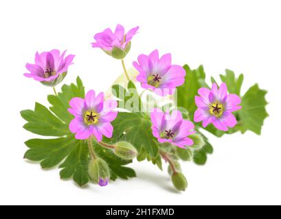 Plante de géranium de Dovesfoot isolée sur fond blanc Banque D'Images