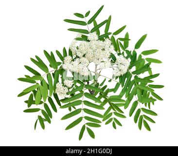 Sorbus aucuparia fleurs isolées sur fond blanc Banque D'Images