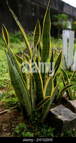 salvador, bahia / brésil - 16 juin 2020: Dracaena trifasciata plante populairement connue comme l'épée de Sao Jorge ou épée d'Osgum, est vu dans une condomine Banque D'Images