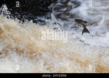 Saumon atlantique Salmo salar Salmonidae Banque D'Images