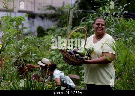 salvador, bahia / brésil - 5 mai 2019: La personne est vue moissonner aubergine et okra dans un jardin urbain dans le quartier de Pituba dans la ville de Salv Banque D'Images